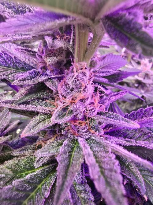 Biiiig Mama 2's Babies. Week 18