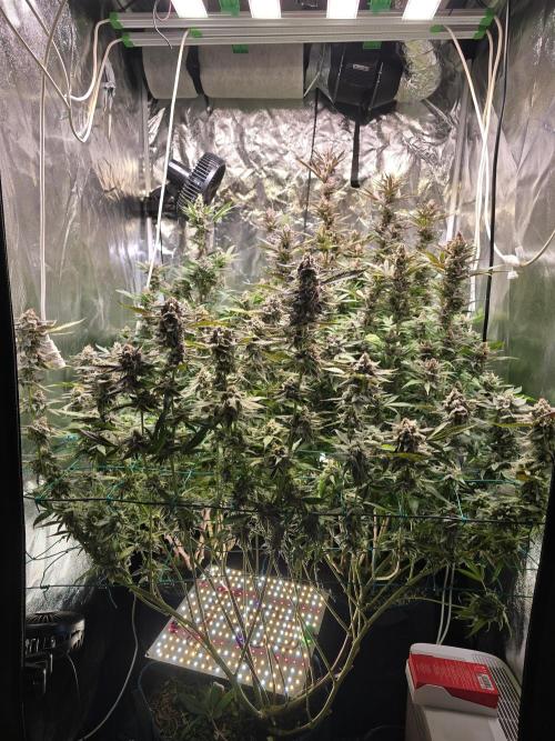 Biiiig Mama 2's Babies. Week 19