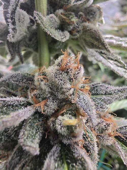 Biiiig Mama 2's Babies. Week 19