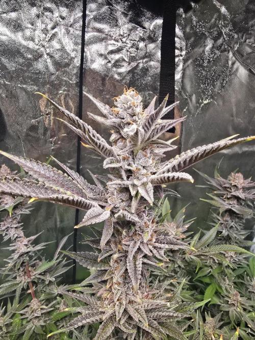 Biiiig Mama 2's Babies. Week 19