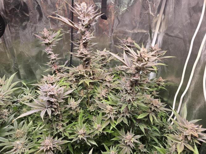 Biiiig Mama 2's Babies. Week 19