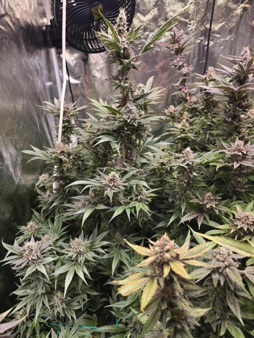 Biiiig Mama 2's Babies. Week 19