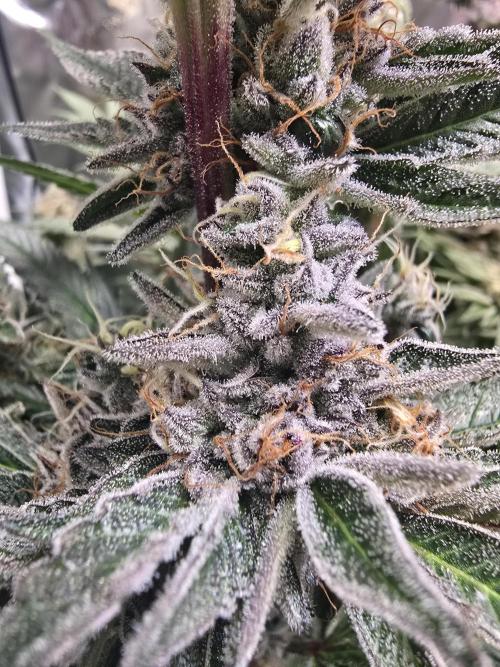 Biiiig Mama 2's Babies. Week 19