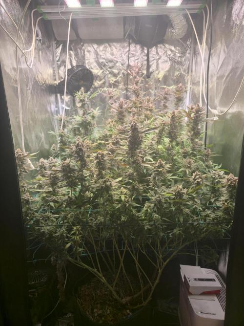Biiiig Mama 2's Babies. Week 20