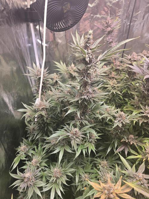 Biiiig Mama 2's Babies. Week 20
