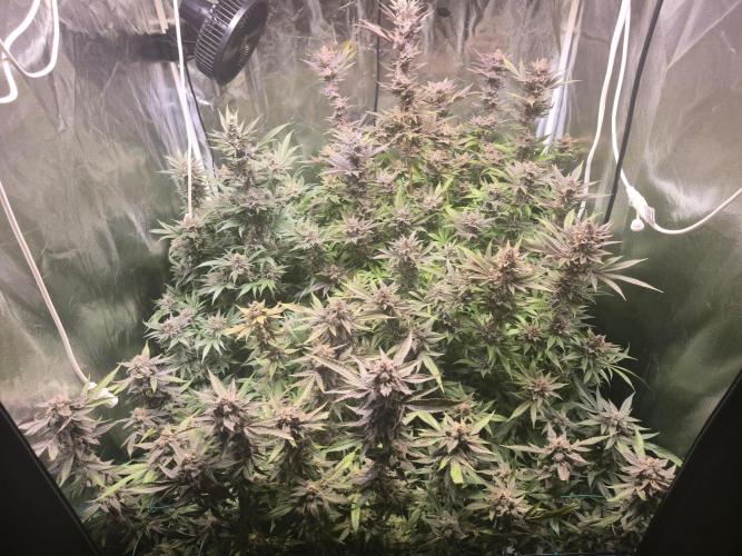 Biiiig Mama 2's Babies. Week 20
