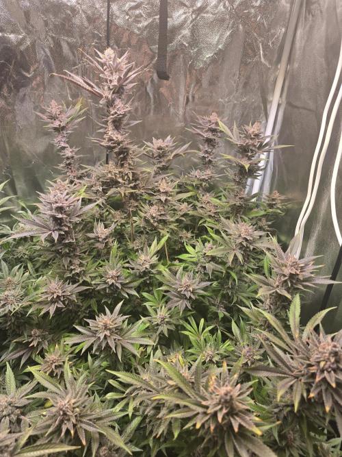 Biiiig Mama 2's Babies. Week 20