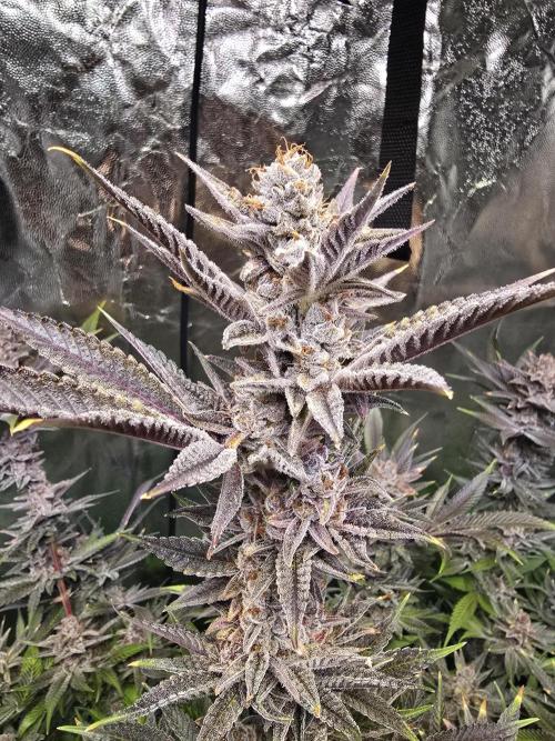 Biiiig Mama 2's Babies. Week 21