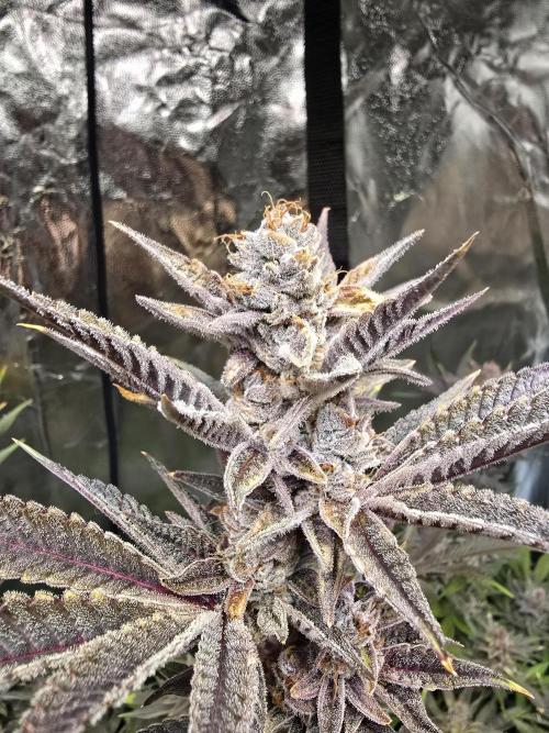 Biiiig Mama 2's Babies. Week 21
