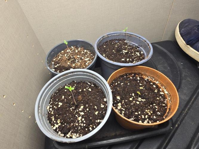 Outdoor like in the good old days. Week 0