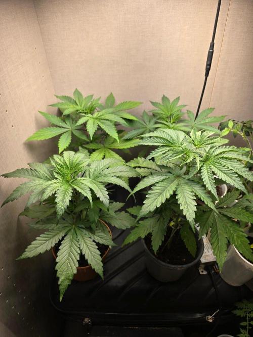 Outdoor like in the good old days. Week 2