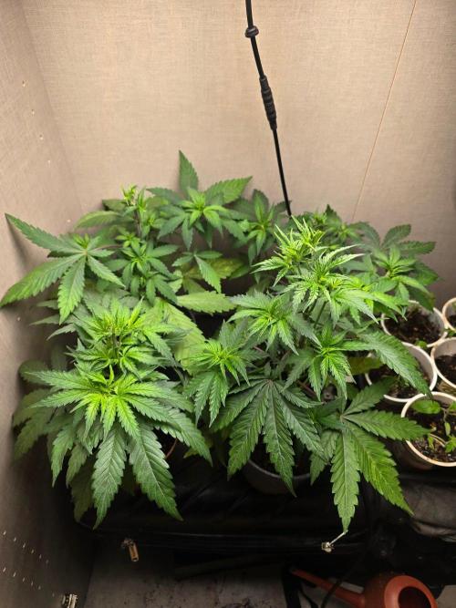 Outdoor like in the good old days. Week 2
