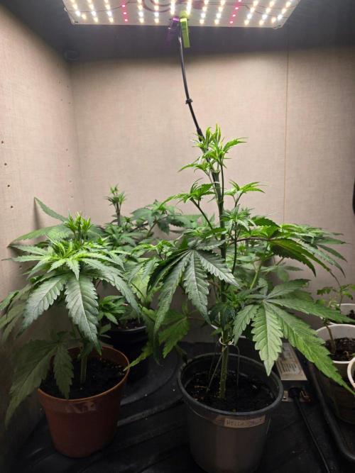 Outdoor like in the good old days. Week 2