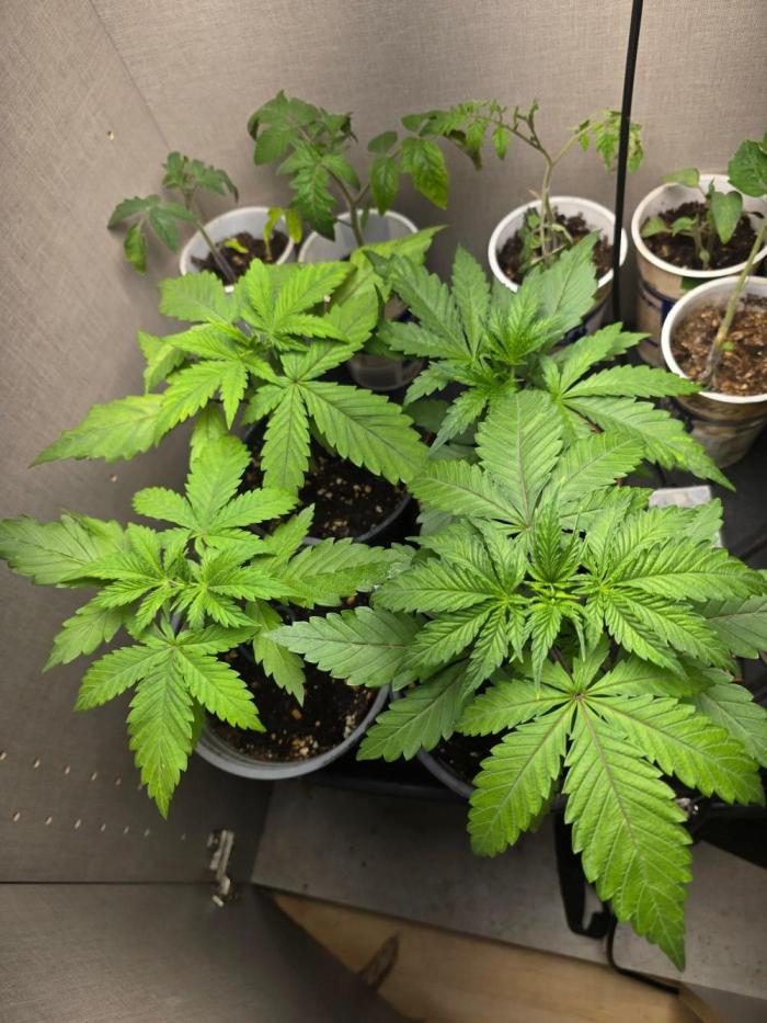 Outdoor like in the good old days. Week 1