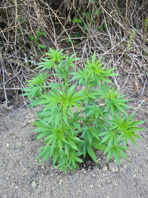 Outdoor like in the good old days. Week 7