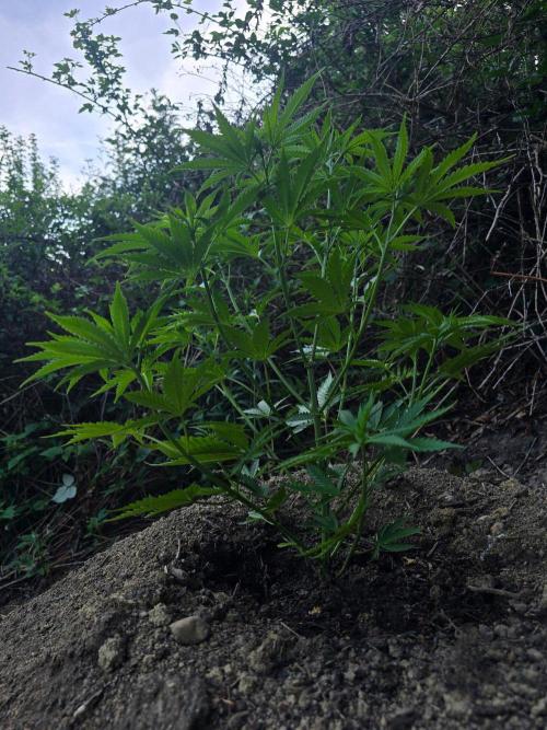 Outdoor like in the good old days. Week 7