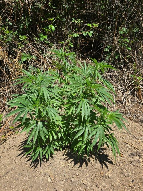 Outdoor like in the good old days. Week 10