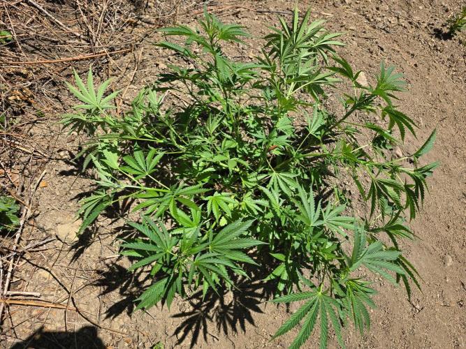 Outdoor like in the good old days. Week 10