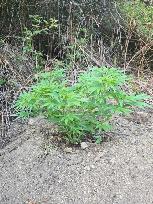 Outdoor like in the good old days. Week 9