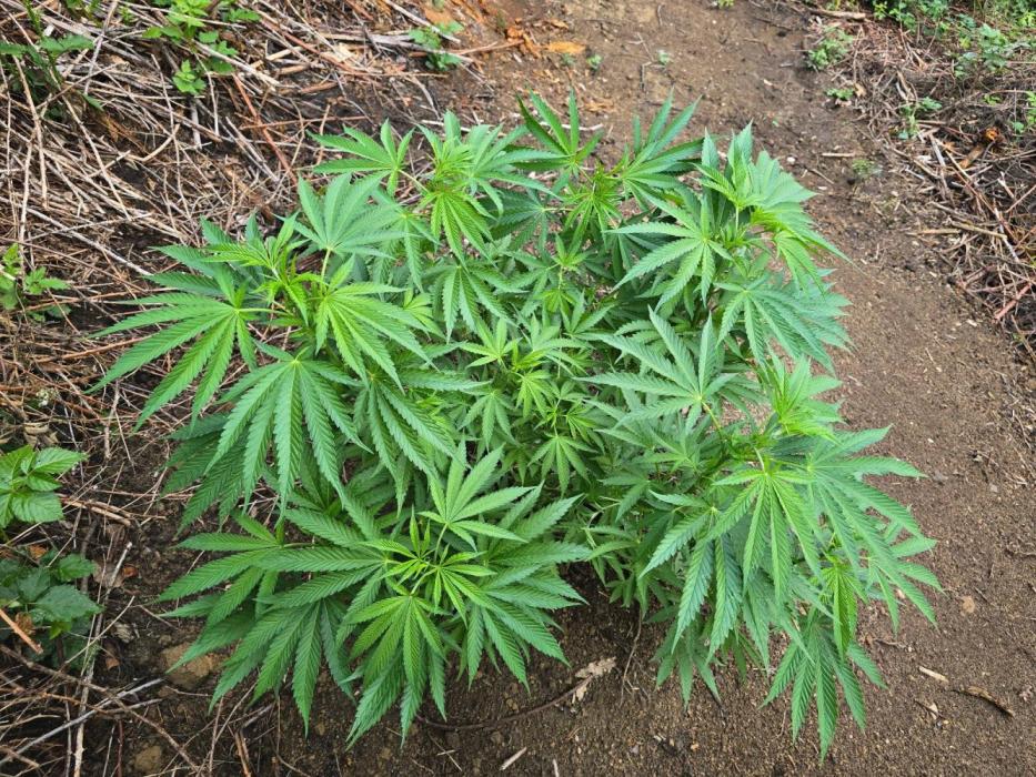 Outdoor like in the good old days. Week 11
