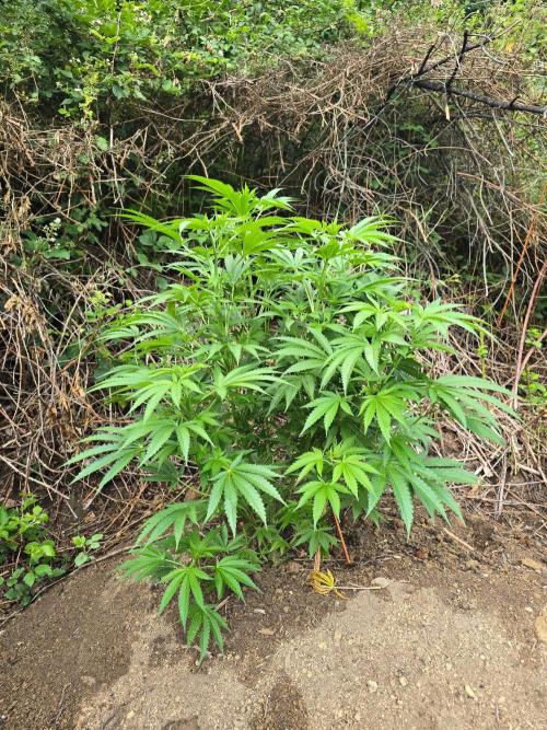 Outdoor like in the good old days. Week 12