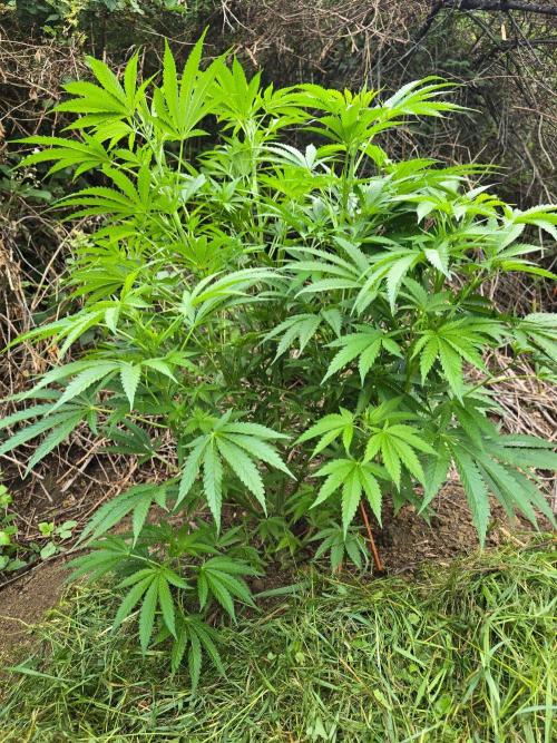 Outdoor like in the good old days. Week 12