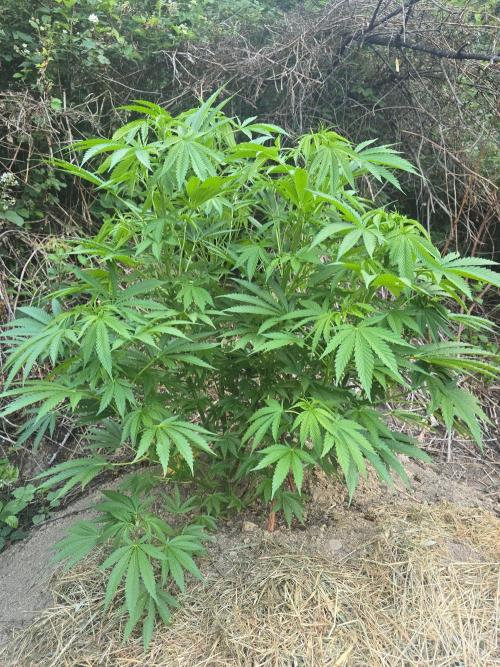 Outdoor like in the good old days. Week 13