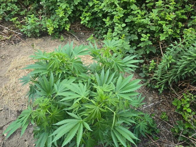 Outdoor like in the good old days. Week 13