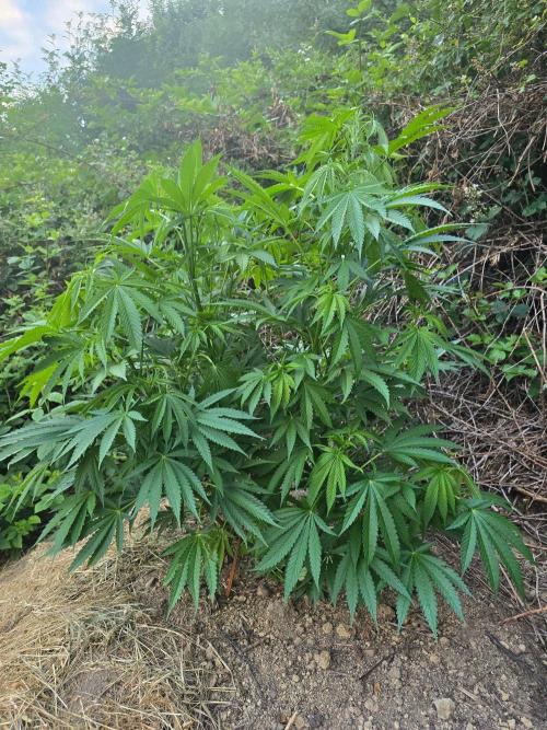 Outdoor like in the good old days. Week 13
