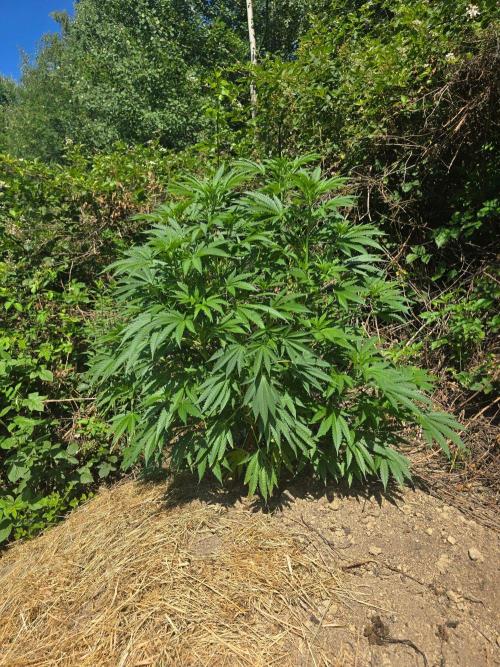 Outdoor like in the good old days. Week 13