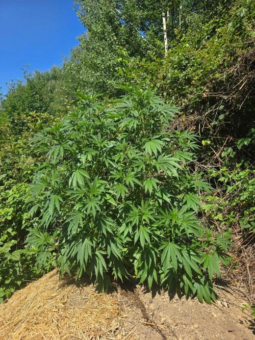 Outdoor like in the good old days. Week 14