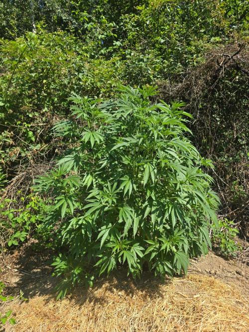 Outdoor like in the good old days. Week 14