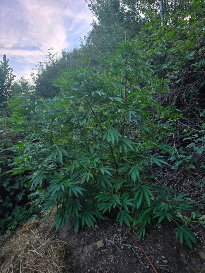 Outdoor like in the good old days. Week 16