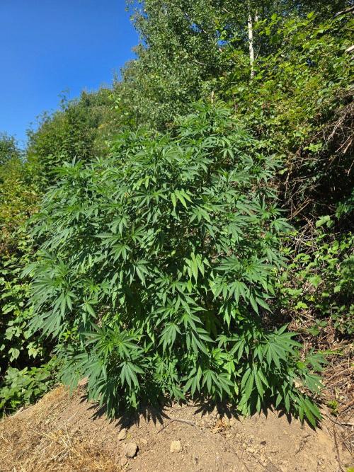 Outdoor like in the good old days. Week 17