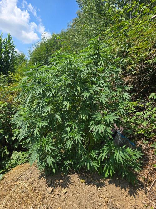 Outdoor like in the good old days. Week 17