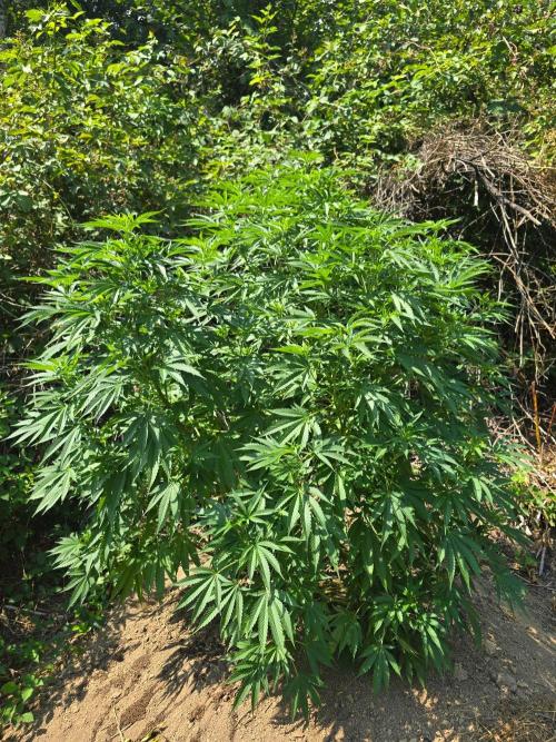Outdoor like in the good old days. Week 17