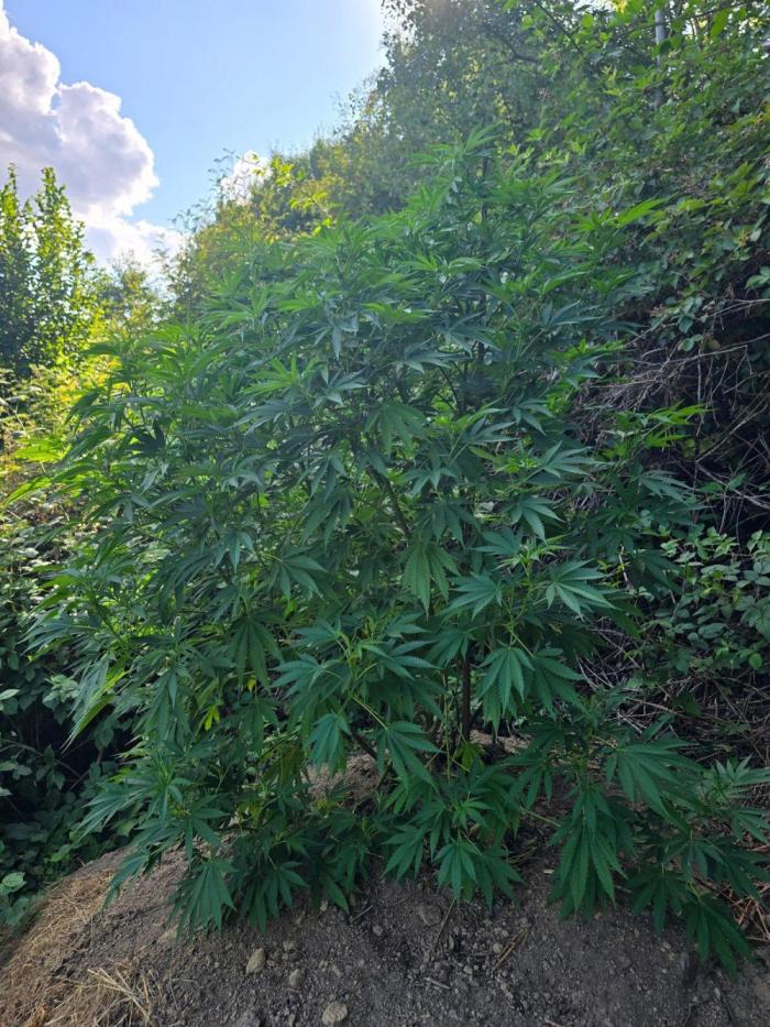 Outdoor like in the good old days. Week 18
