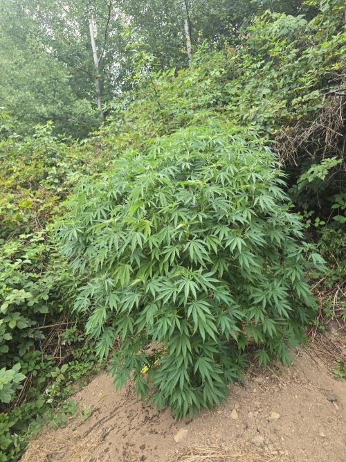 Outdoor like in the good old days. Week 19