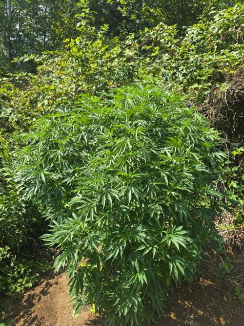 Outdoor like in the good old days. Week 19