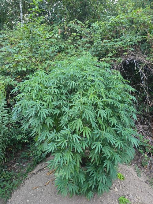 Outdoor like in the good old days. Week 20