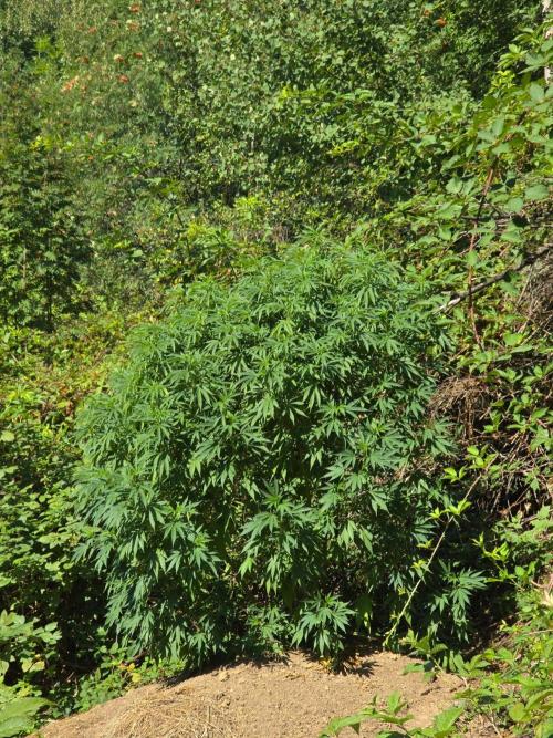 Outdoor like in the good old days. Week 20