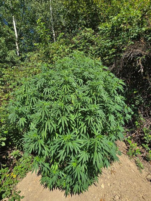 Outdoor like in the good old days. Week 20