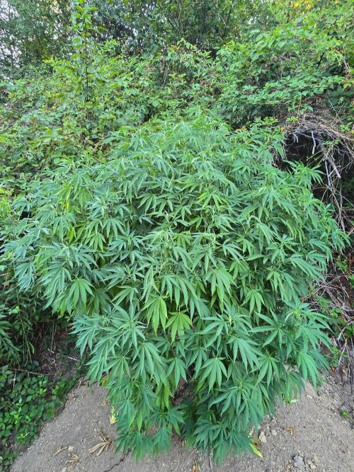 Outdoor like in the good old days. Week 21
