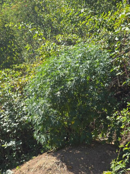 Outdoor like in the good old days. Week 21
