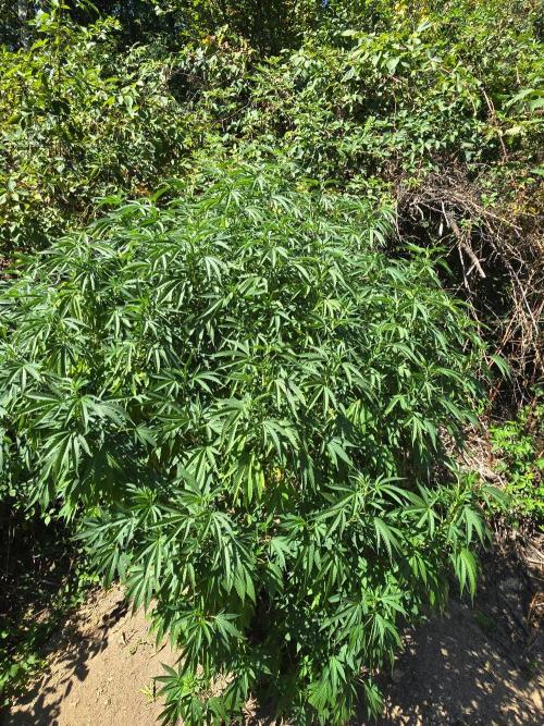 Outdoor like in the good old days. Week 21