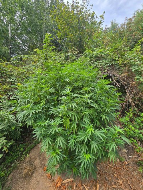 Outdoor like in the good old days. Week 22