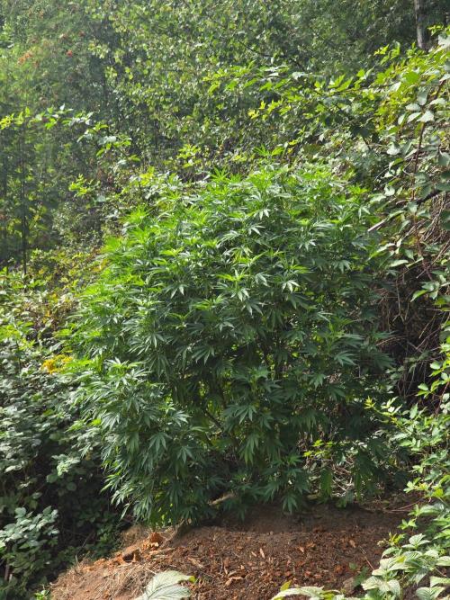 Outdoor like in the good old days. Week 22