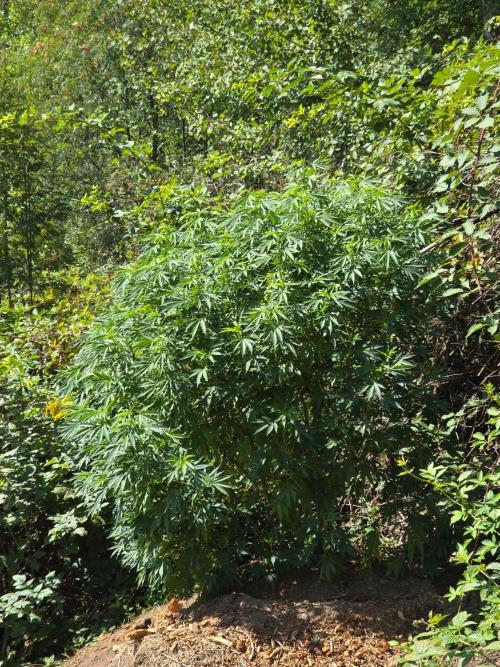 Outdoor like in the good old days. Week 22