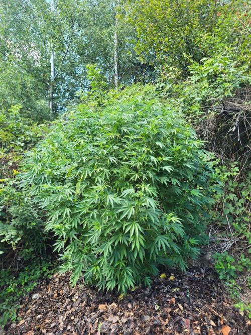 Outdoor like in the good old days. Week 22
