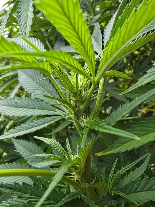 Outdoor like in the good old days. Week 24